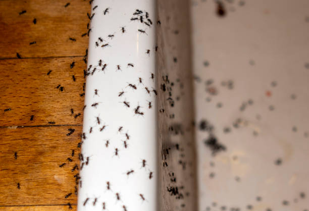 Best Termite Control Services  in Barton, NM
