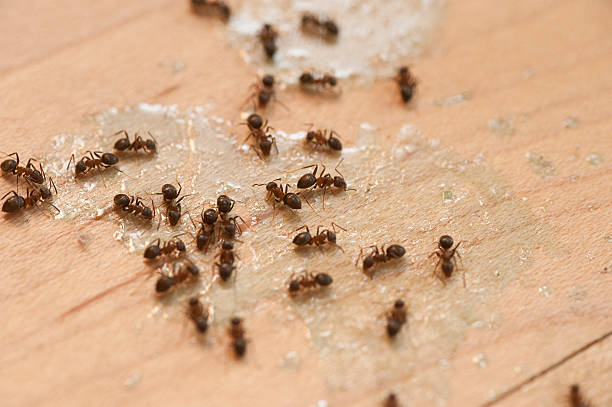 Best Wildlife Control Services  in Barton, NM